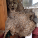 Illustration for article titled Wasp Nest Merges With Human Face To Become Nightmare Fuel